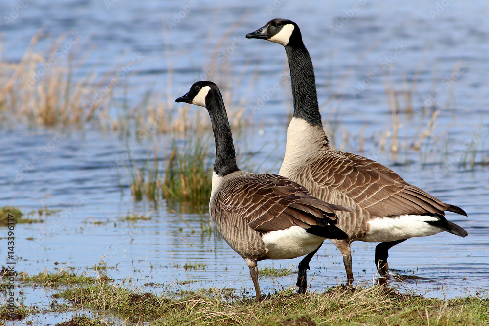 Pair of Canadian Geese (Branta canadensis) in coastal wetlands Pair of Canadian Geese (Branta canadensis) in coastal wetlands