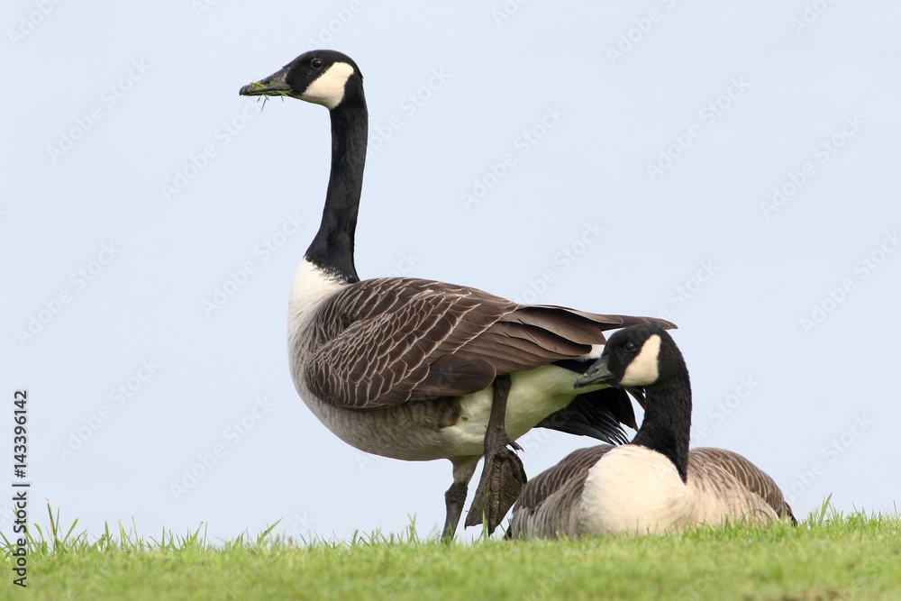 Pair of Canadian Geese (Branta canadensis), low point of view. Pair of Canadian Geese (Branta canadensis), low point of view.