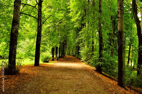 Obraz Parkowa alejka wśród drzew.