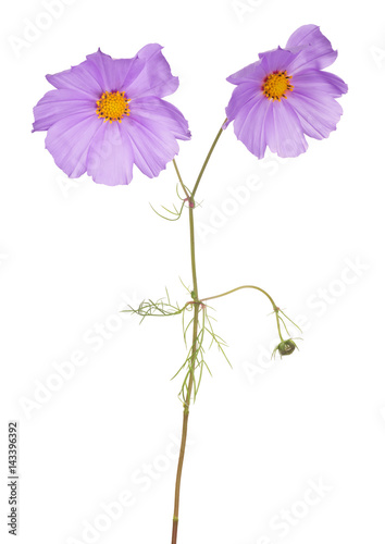 garden lilac flower with two blooms