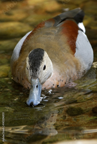 Callonetta leucophrys / Sarcelle à collier photo