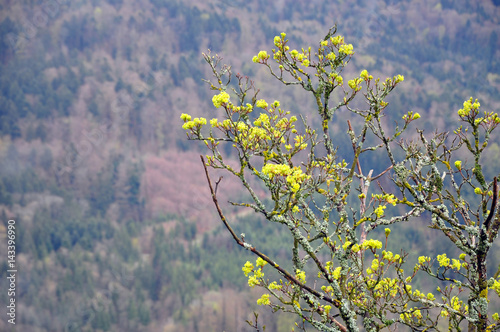 The branches of blooming tree with bright green leaves, covered with moss on the background of the misty landscape.
