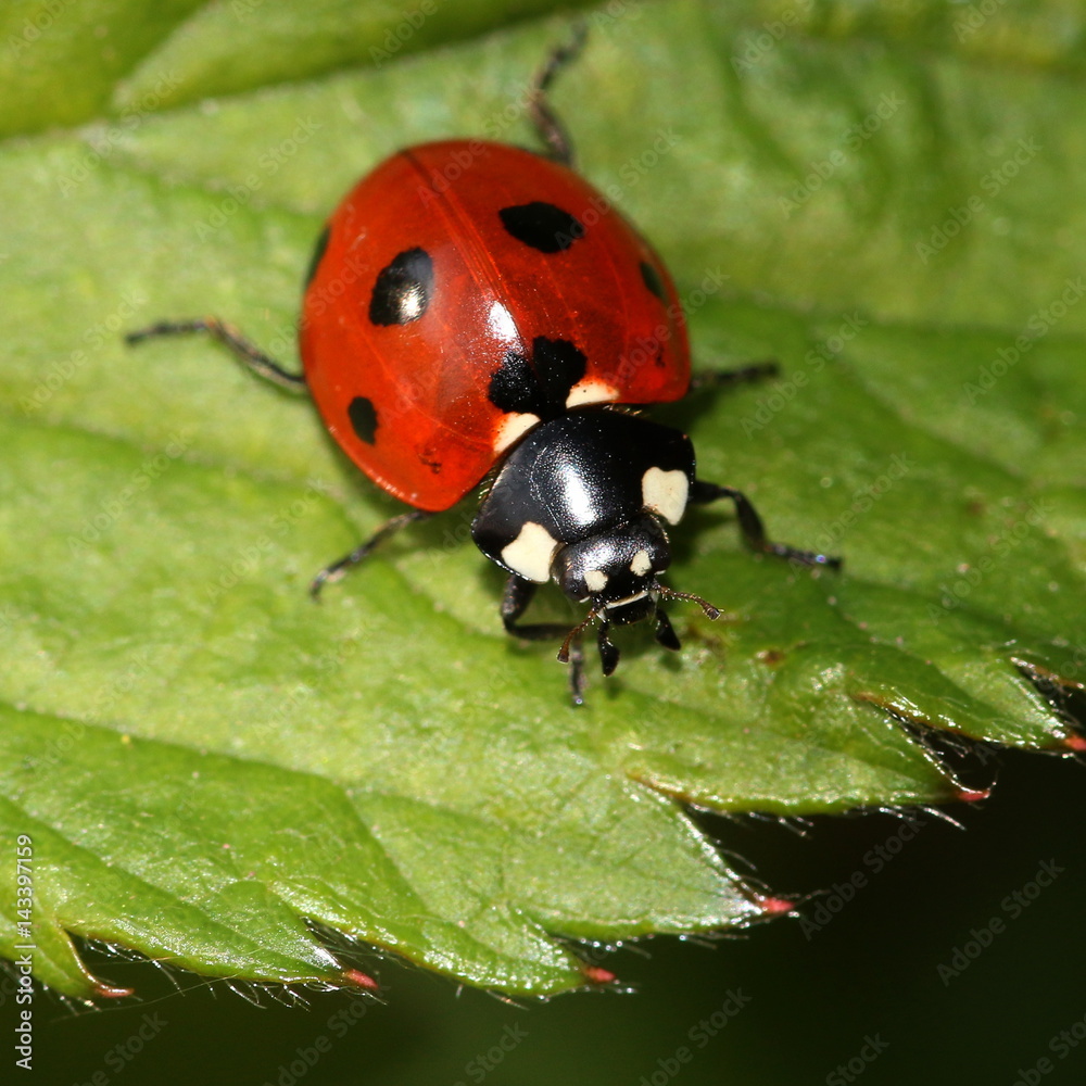 Fototapeta premium European seven-spot ladybird (Coccinella septempunctata) a.k.a. Seven-spotted ladybug.