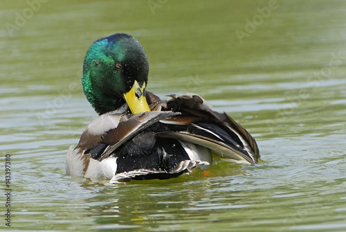 Anas platyrhynchos / Canard colvert / Mallard / Mâle