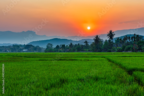Rice field Mae Kon at sunset in Chiang Rai Thailand