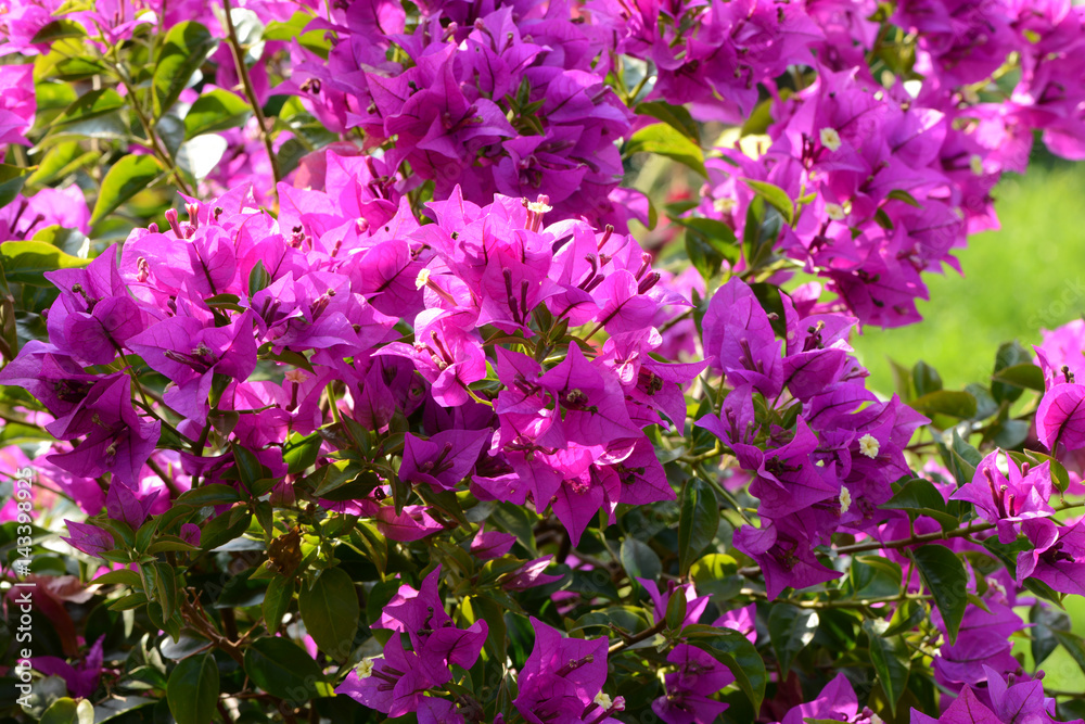Blumen 772 Blumen 772
