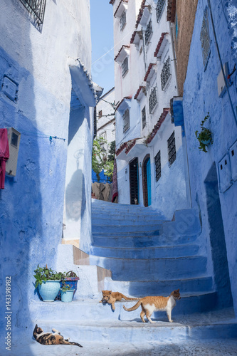 Alley with Stairs and Cats in the Medina of Chefchaouen © DorSteffen