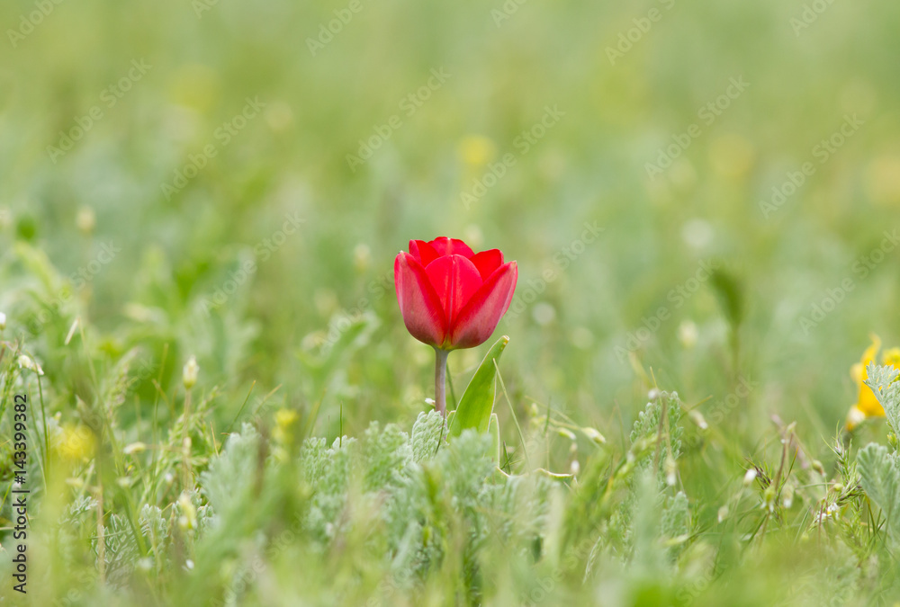 Schrenck's tulip (Tulipa) in the steppe, Republic of Kalmykia, Russia Schrenck's tulip (Tulipa) in the steppe, Republic of Kalmykia, Russia