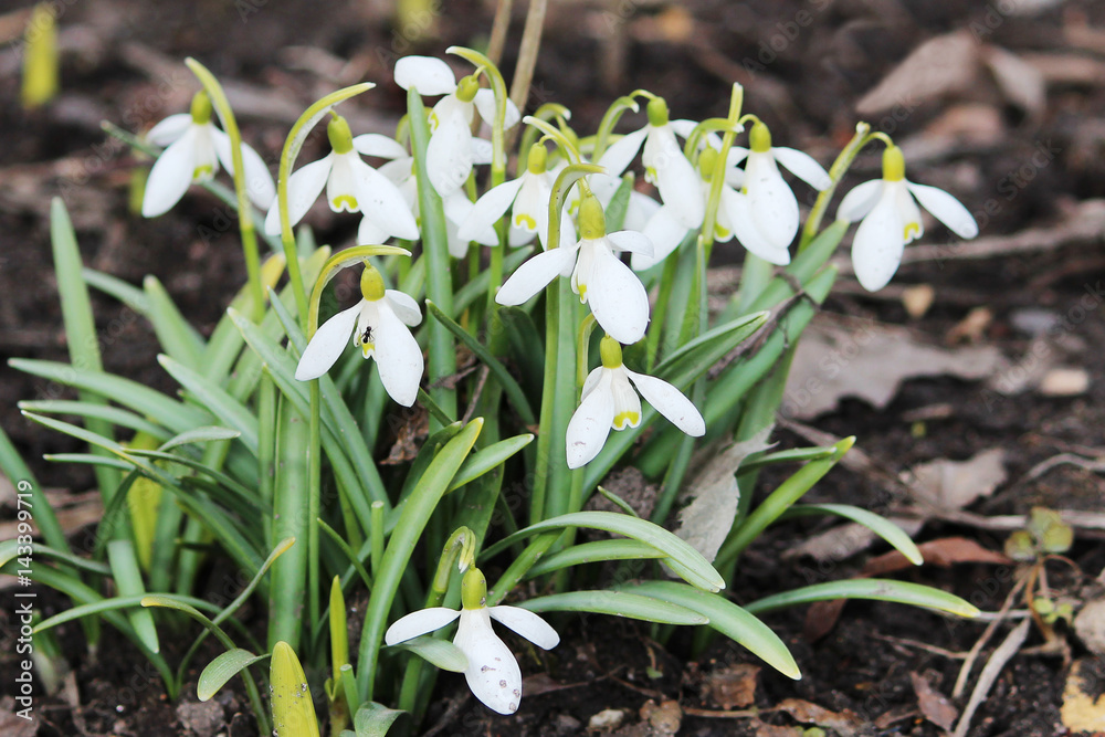 Snowdrop spring flowers. Snowdrop Snowdrop forest Snowdrop spring flowers. Snowdrop Snowdrop forest