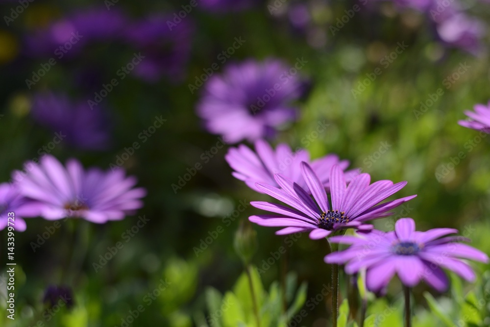 violet daisy