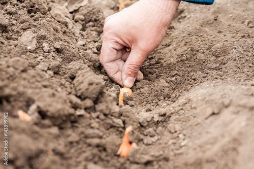 Onion planting in the ground