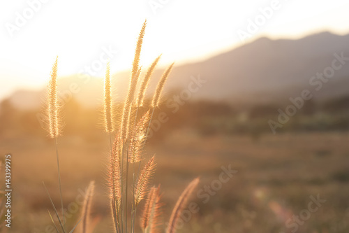 flower grass at sunset, selective focus, warm vintage tone.
