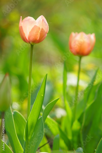 Fototapeta Naklejka Na Ścianę i Meble -  Spring flowers, tulips on a green background, spring background
