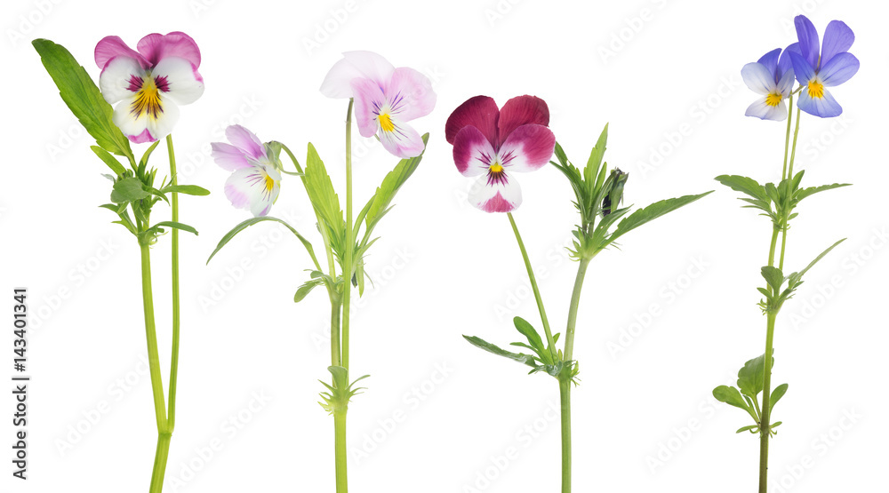 pansy four flowers set isolated on white pansy four flowers set isolated on white