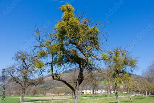Baum mit Mistel