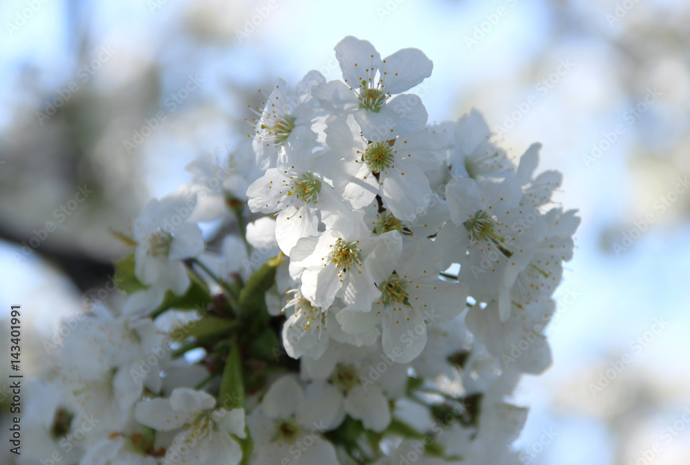 Spring buds