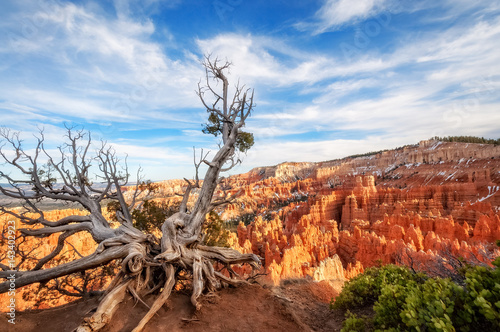 Sculptural dormant tree in Bryce Canyon National Park