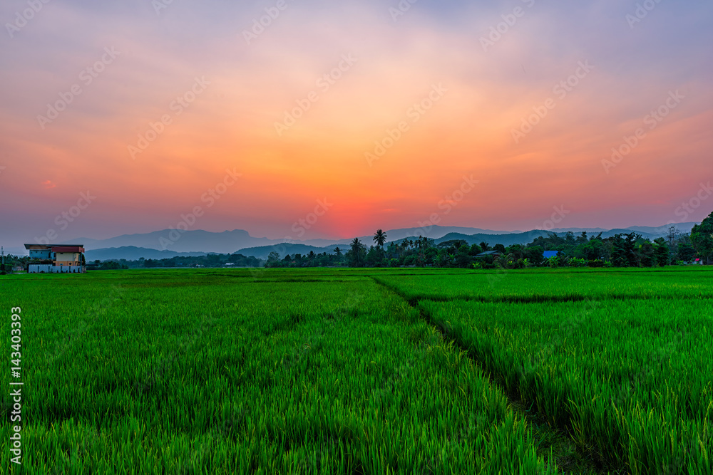 Rice field Mae Kon at sunset in Chiang Rai,Thailand
