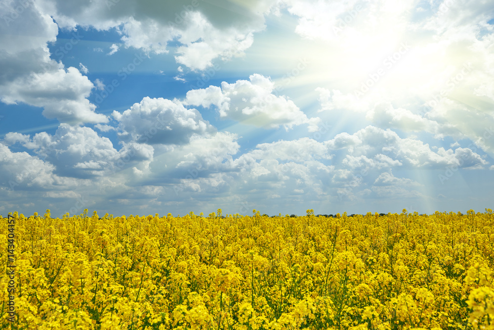 Obraz premium Bright yellow flower field with sun, beautiful spring landscape, rapeseed