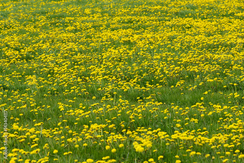 Dandelion springtime meadow
