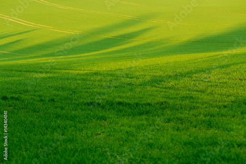 green spring field