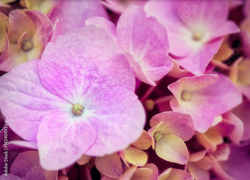 Pink hydrangea flower in macro close up for background