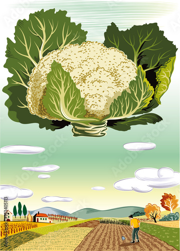 cultivated agricultural landscape, with cauliflower