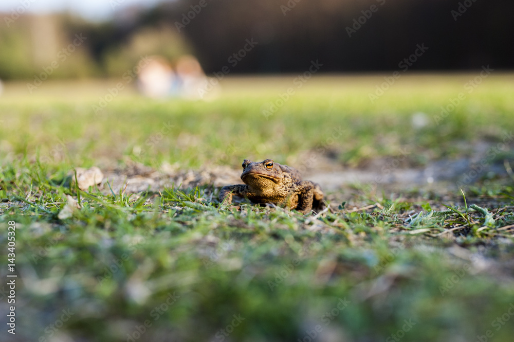 Żaba siedząca na trawie, ropucha szara.