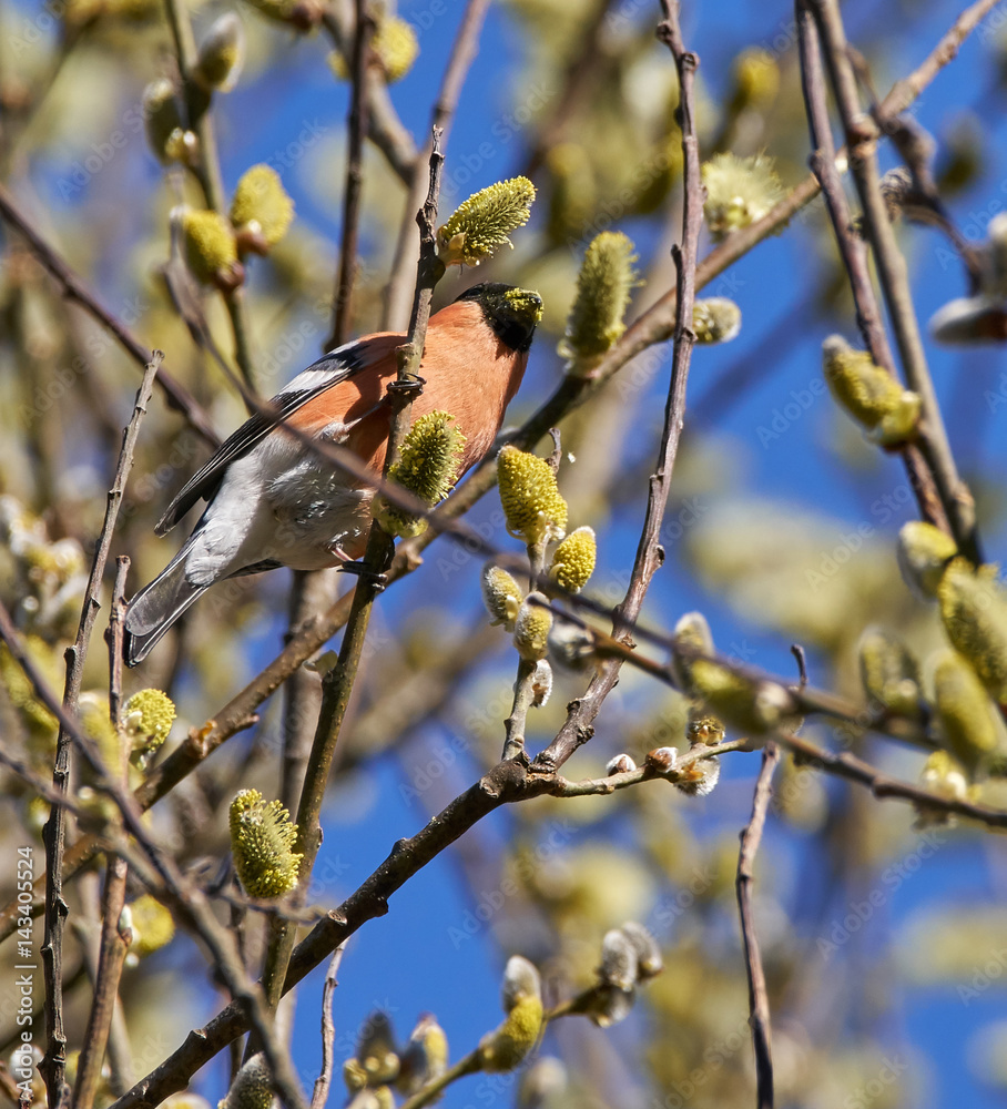 Fototapeta premium Male bullfinch feeding on buds