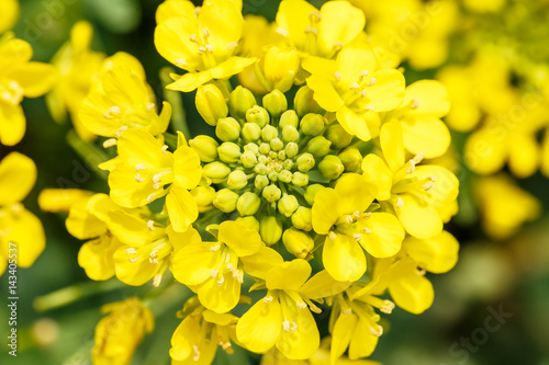 rape flower in the spring