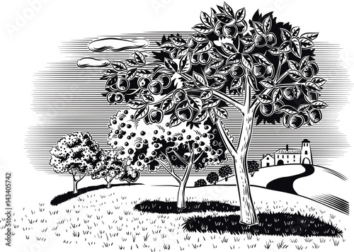 Orchard planted with apple