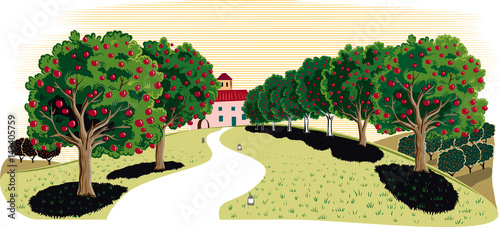 Orchard with apple trees.