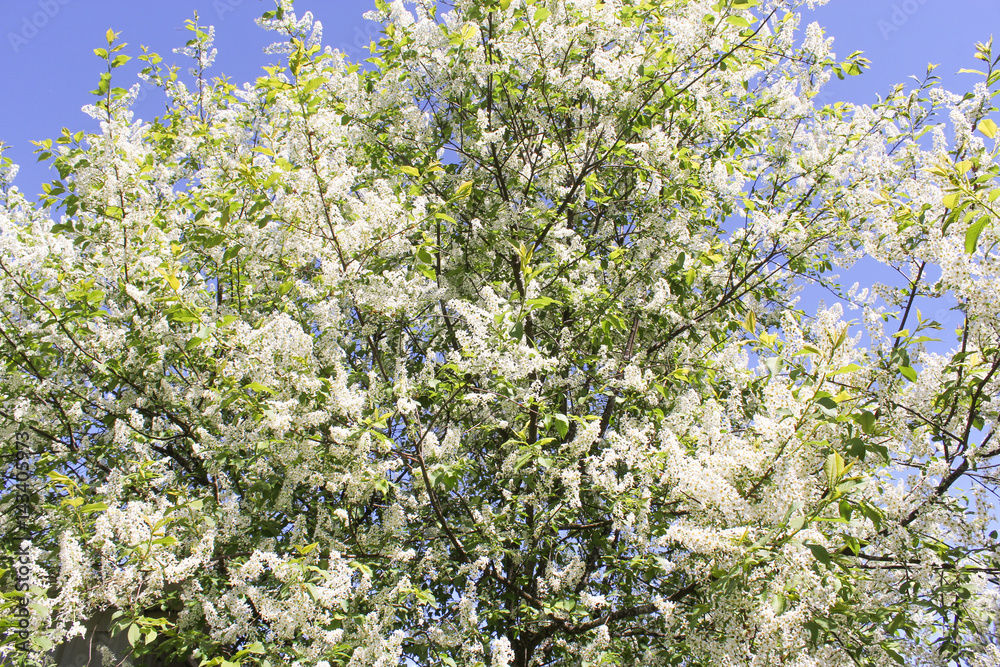 White cherry in blossom.