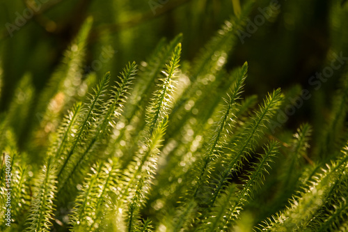 Beautiful  fresh creeping cedars in a natural habitat in early spring.