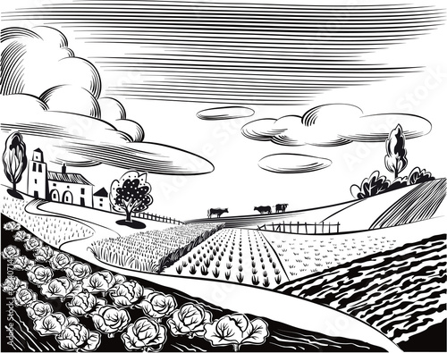 agricultural landscape, with cows, cultivated with various vegetables and cereals