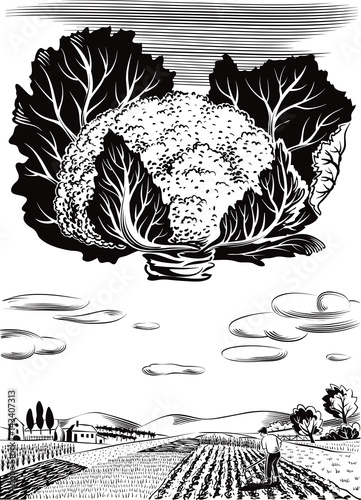 cultivated agricultural landscape, with cauliflower