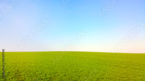 Spring landscape. Green wheat field under blue sky. Agriculture theme wallpaper.