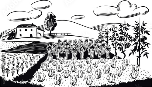agricultural landscape, cultivated with various vegetables and grains.