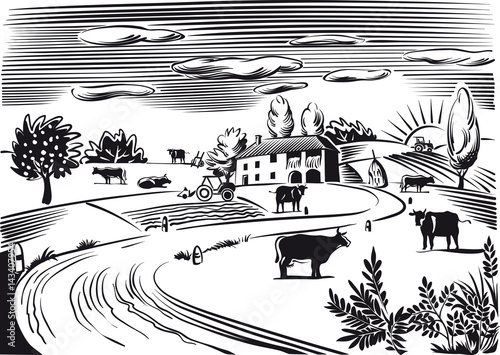 rural landscape with grazing cows