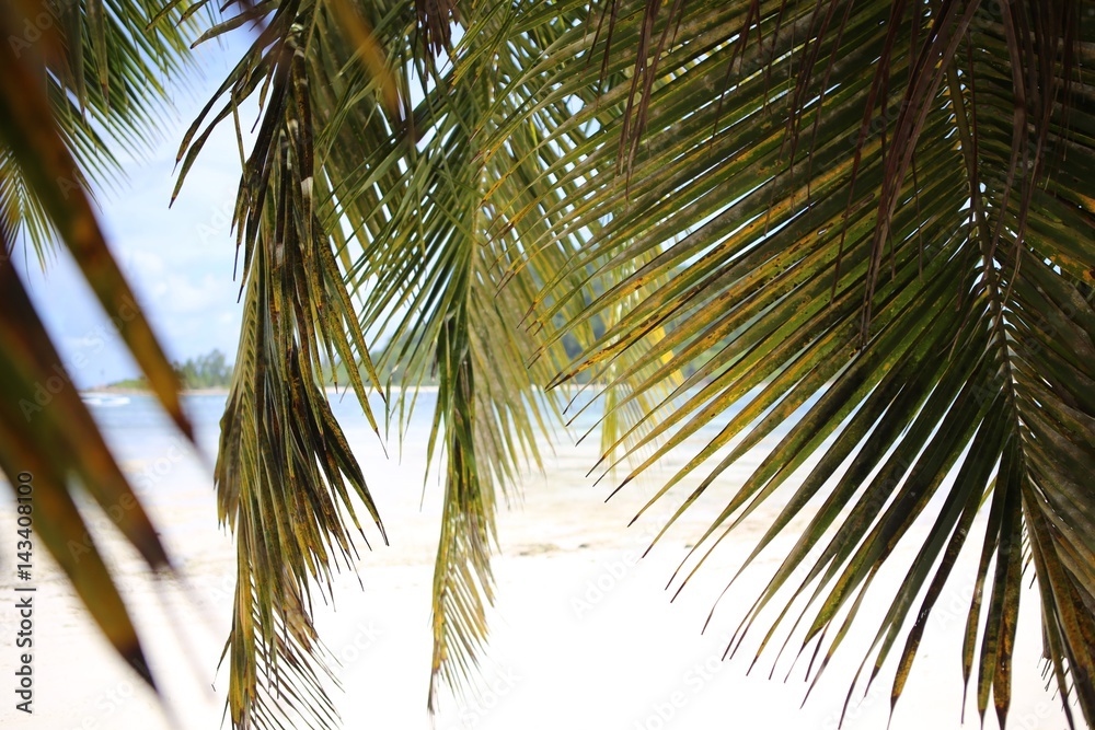 Obraz premium Seychelles beach palms 