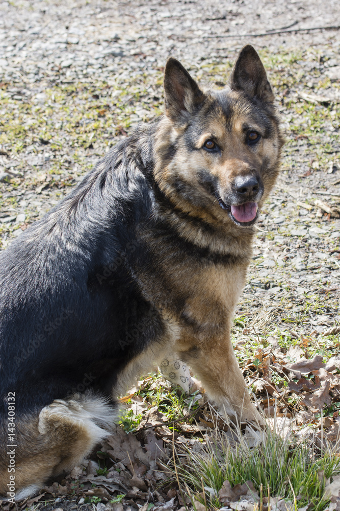 Alsatian dog with a bandaged paw sitting front.