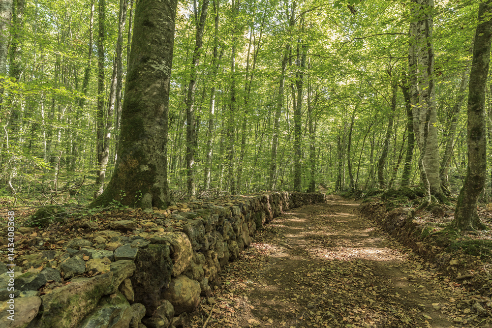 Landscape, Fageda Jorda, beech forest in Olot, Garrotxa region, Catalonia, Spain. Landscape, Fageda Jorda, beech forest in Olot, Garrotxa region, Catalonia, Spain.