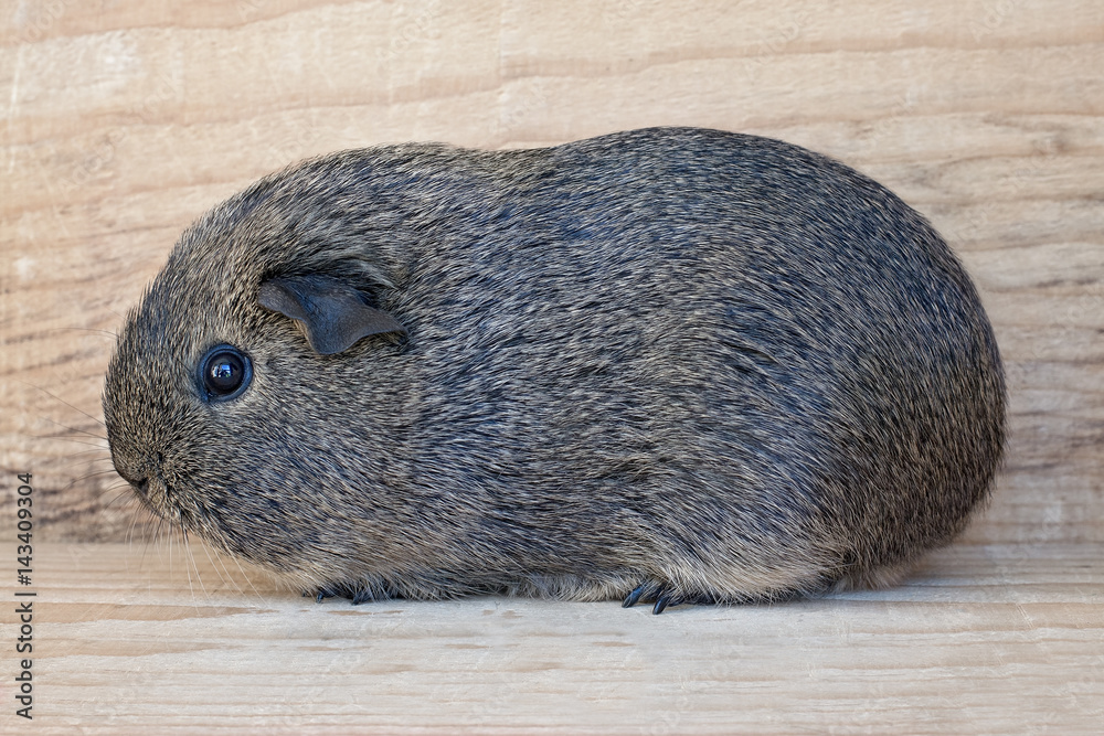 Agouti Meerschweinchen (Jungtier) Agouti Meerschweinchen (Jungtier)