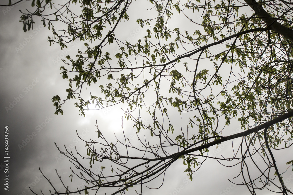 Obraz premium Forest with tree