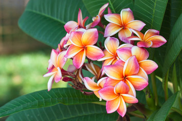 Keuken achterwand Frangipani Plumeria bloemen in tropische natuur  © beerphotographer