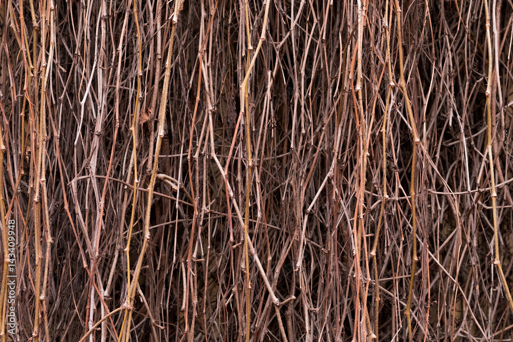 Many brunches, closeup fence background Many brunches, closeup fence background