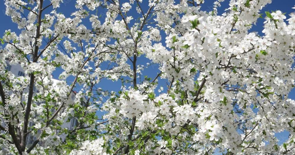 Spring flowering tree in a city park and a light breeze Spring flowering tree in a city park and a light breeze