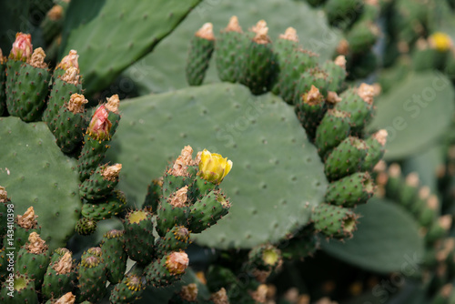 Mediterranean cactus
