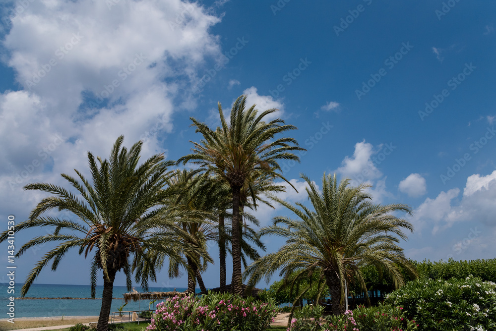 Mediterranean palm tree 