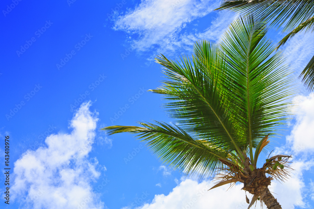 Palm trees and blue sky background. Palm trees and blue sky background.